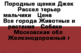 Породные щенки Джек Рассел терьер-мальчики › Цена ­ 40 000 - Все города Животные и растения » Собаки   . Московская обл.,Железнодорожный г.